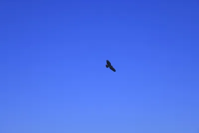 DSC_0778 (Large).JPG